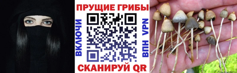 хочу наркоту  Губкинский  Галлюциногенные грибы Psilocybe 
